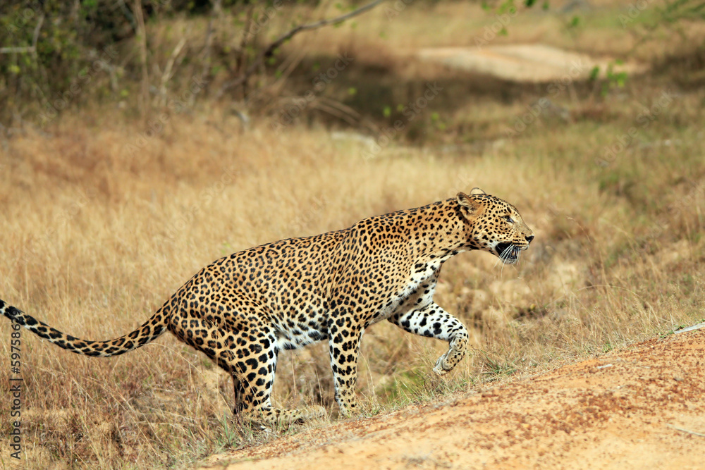 Fototapeta premium Sri Lankan Leopard Walking, Yala, Sri Lanka