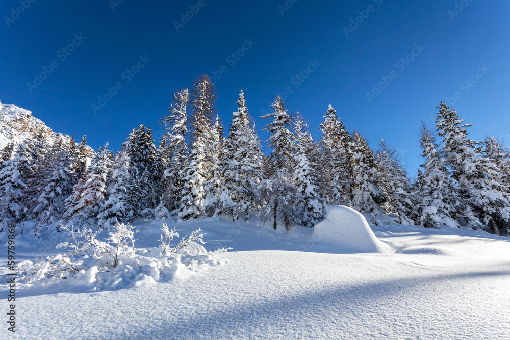 foresta con neve fresca