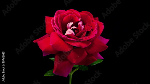 Timelapse of dark red rose flower blooming on black background