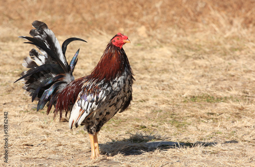Obraz na plátně Fighting Cock