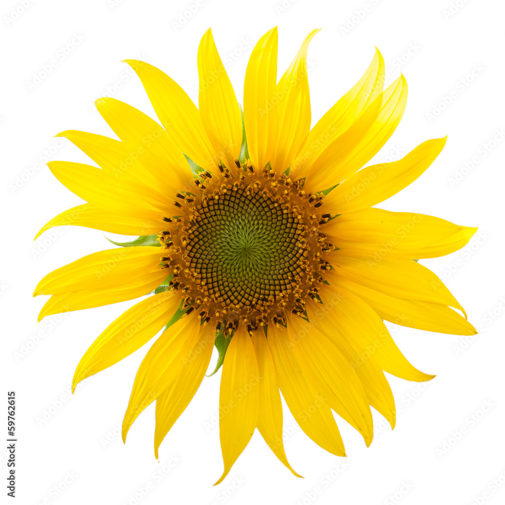 Obraz premium Sunflower
