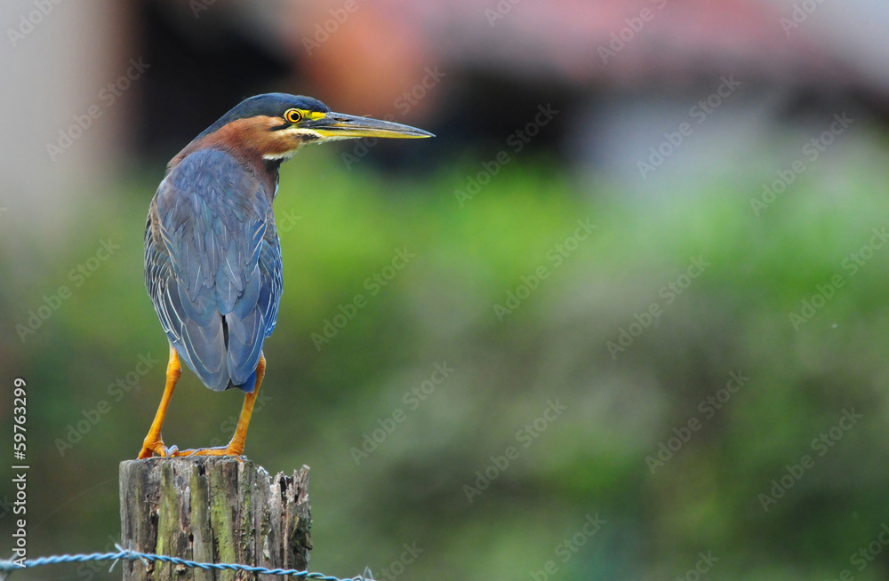 Fototapeta premium Green Heron