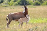 Blesbok Antelope and Calf