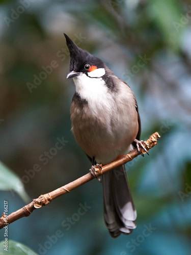 Red whiskered Bulbul (Pycnonotus jocosus)