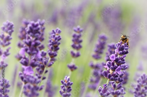 wildbiene auf lavendel   Wild bee on Lavender