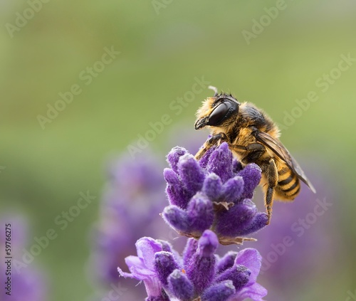 wildbiene auf lavendel / Wild bee on Lavender