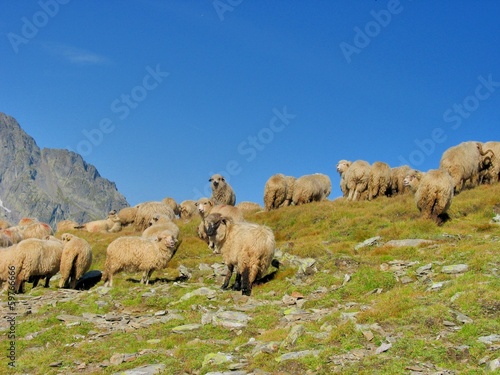 Flock sheep in the top of the mountains