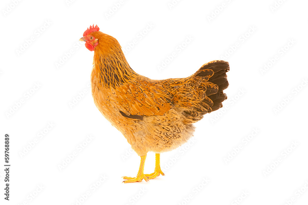 Fototapeta premium brown chicken on a white background , isolated