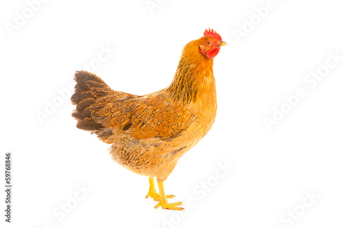 brown chicken on a white background   isolated