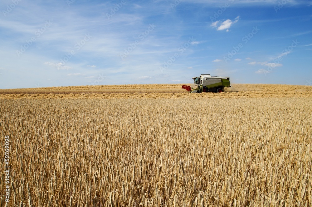 Obraz premium Getreidefeld, Mähdrescher