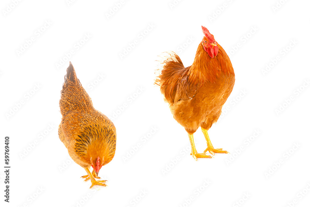 Fototapeta premium rooster and chicken on a white background, is isolated