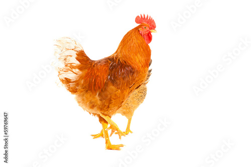 red rooster on a white background is isolated photo