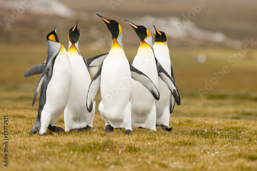 King Penguins