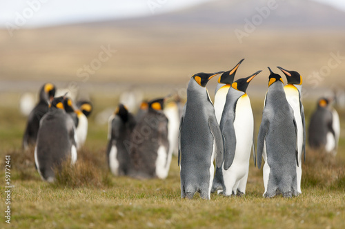 King Penguin