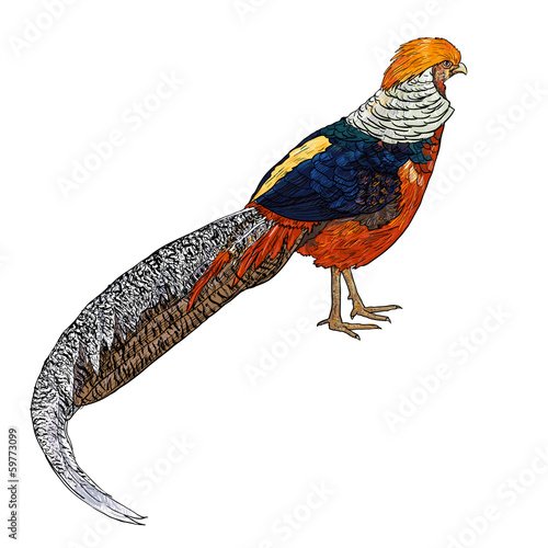Golden Pheasant