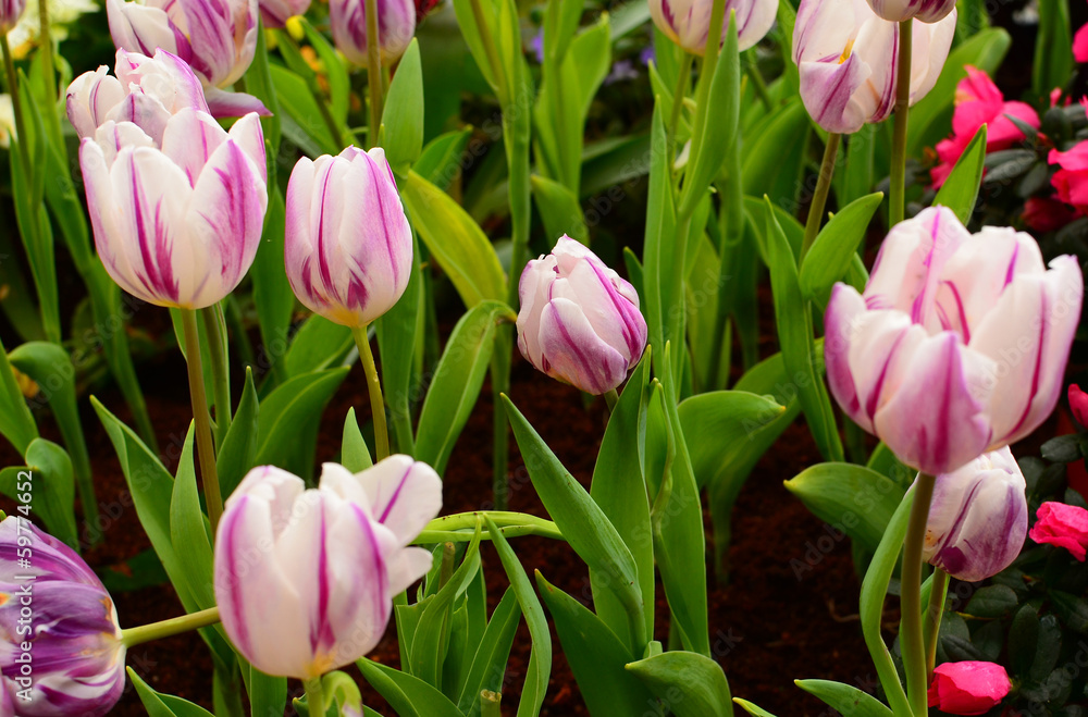 Purple Tulips Purple Tulips