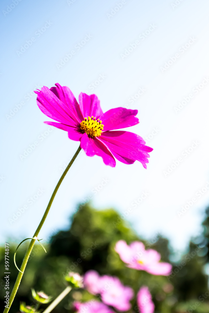 cosmos flower in chiangmai province Thailand