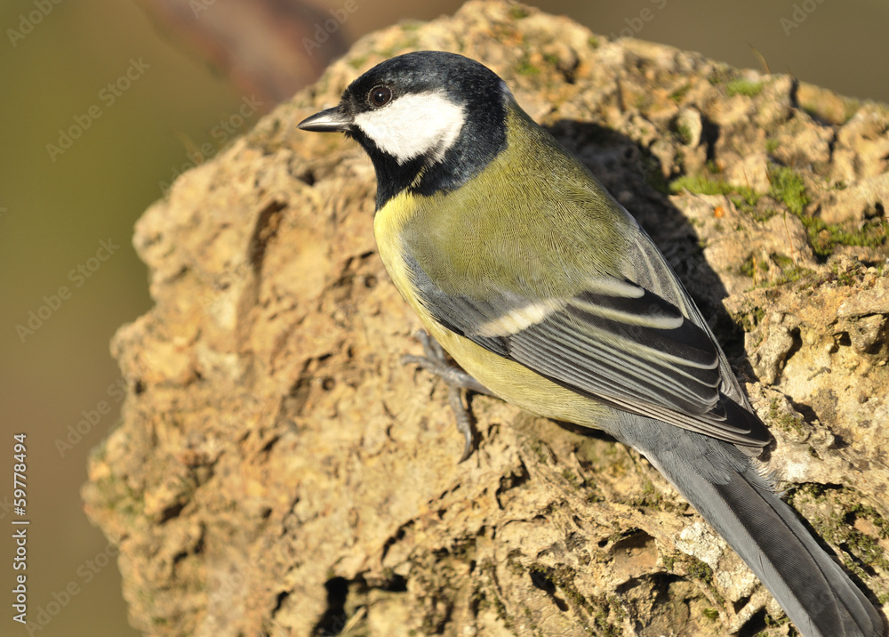 Naklejka premium Pájaro silvestre sobre una piedra