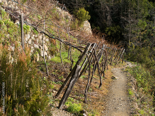 Cinque Terre detail - vineyard with path into the woods, winter photo