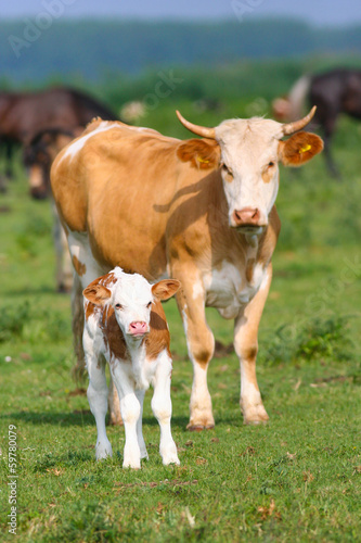 Cow and her small baby calf on pasture