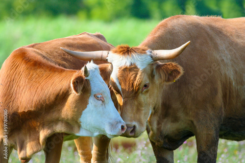 Cow and bull in love