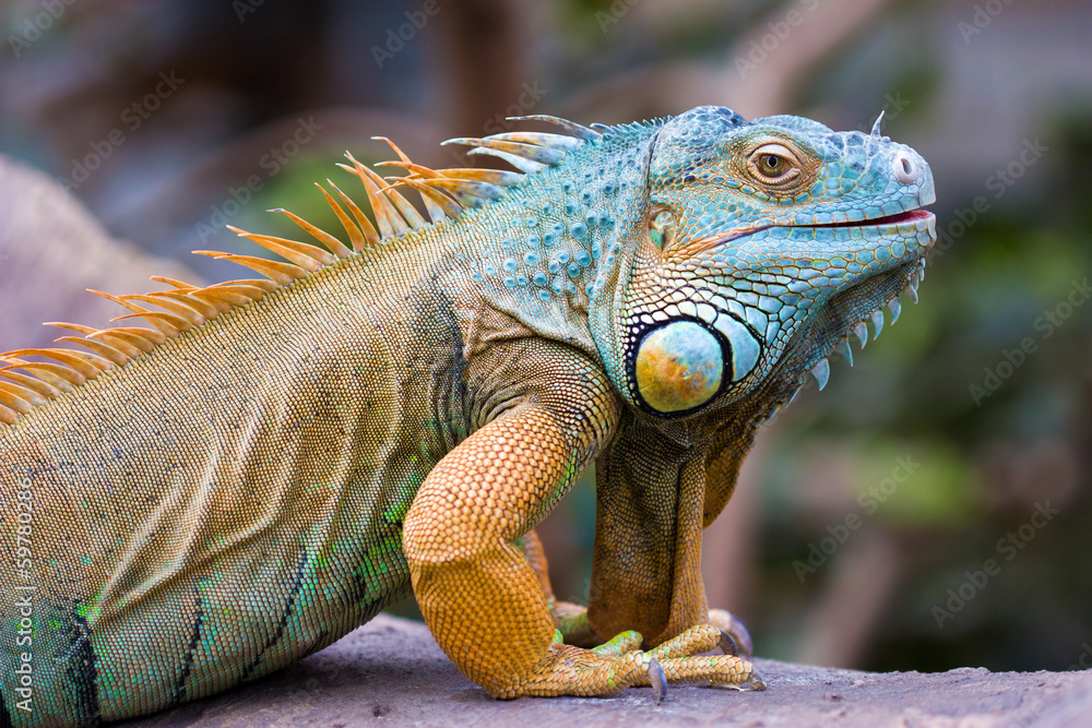 Obraz premium Green Iguana (Iguana iguana)
