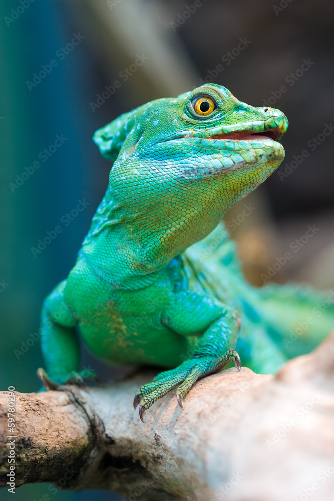 Fototapeta premium Plumed basilisk (Basiliscus plumifrons)