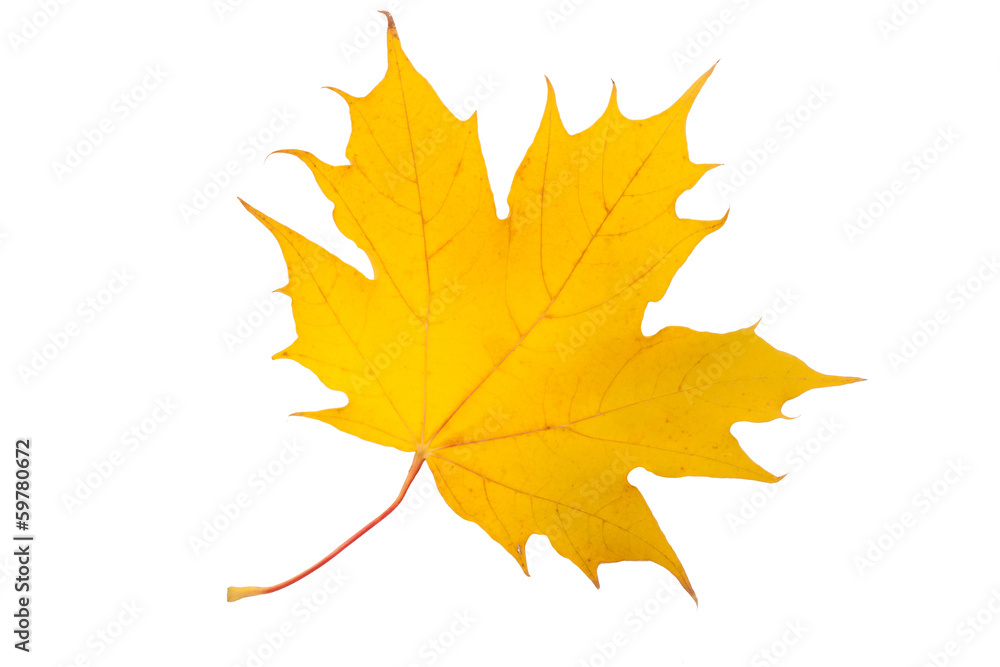 Fototapeta premium Maple leaf