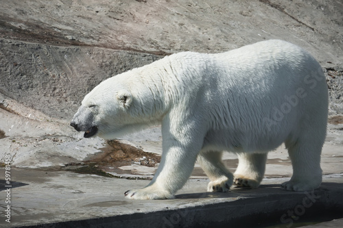 Polar bear © Sailorr
