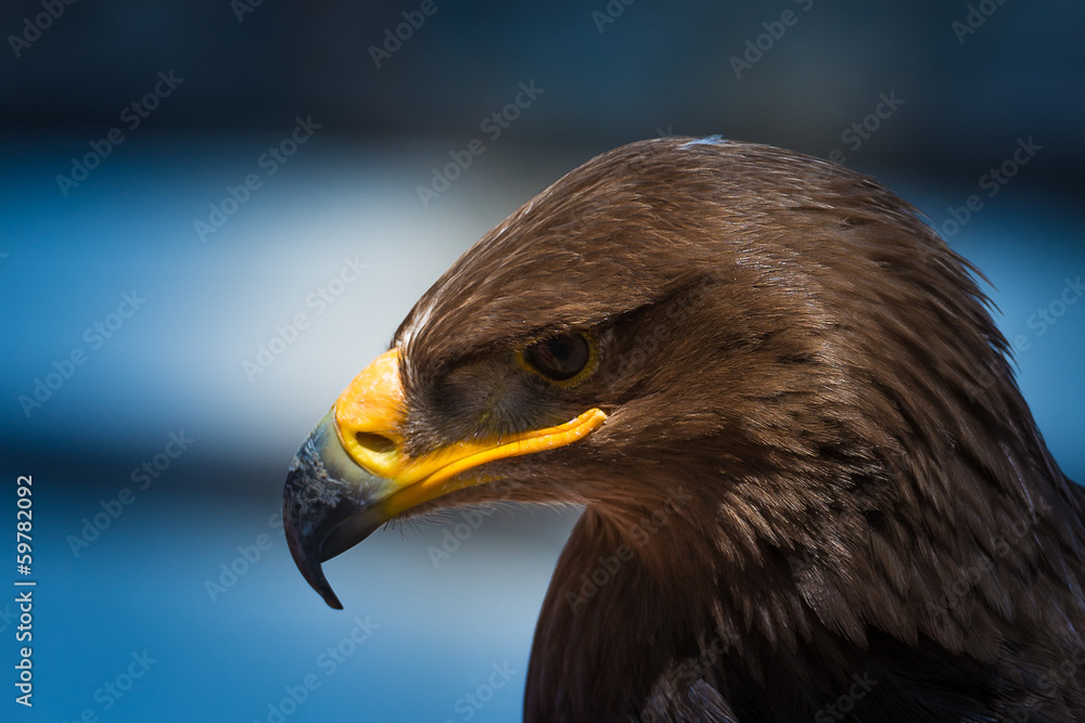 Obraz premium Portrait of a Eagle