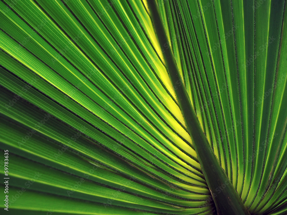 Palmblatt - palm leaf Palmblatt - palm leaf
