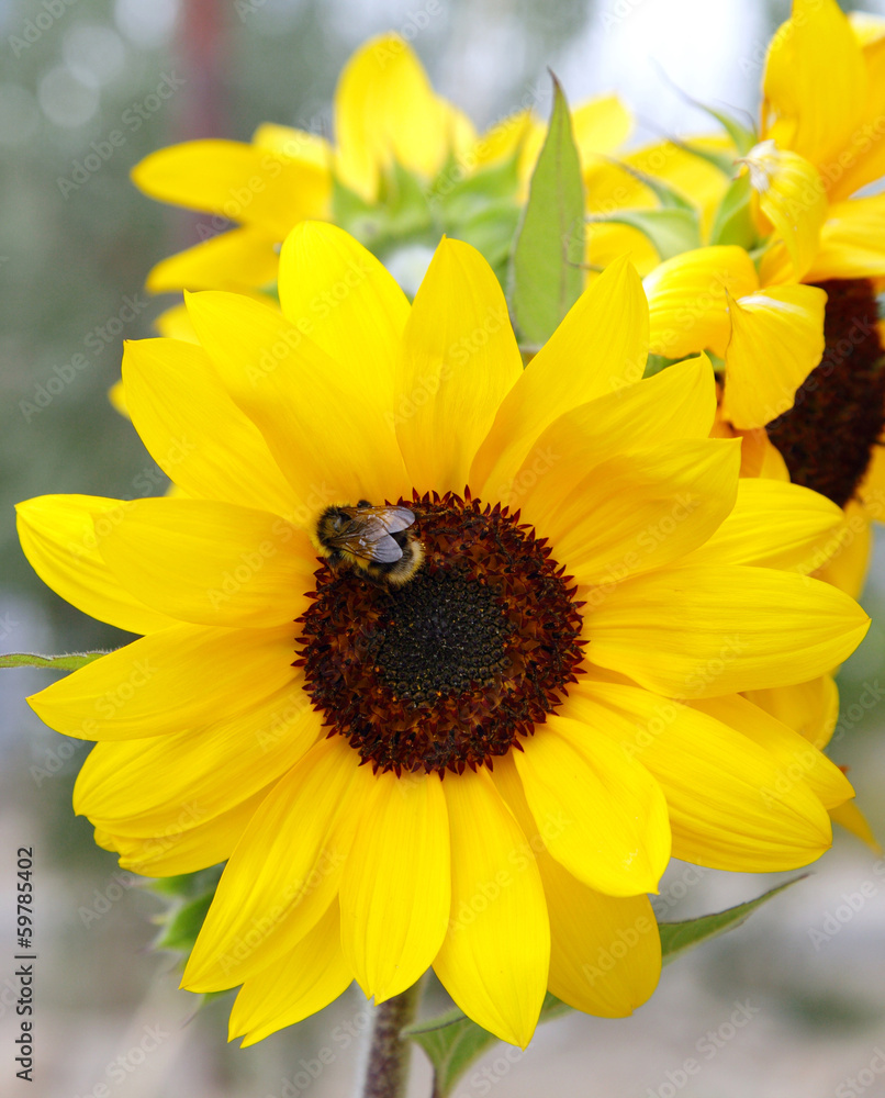 Obraz premium Beautiful Yellow sunflowers and bee