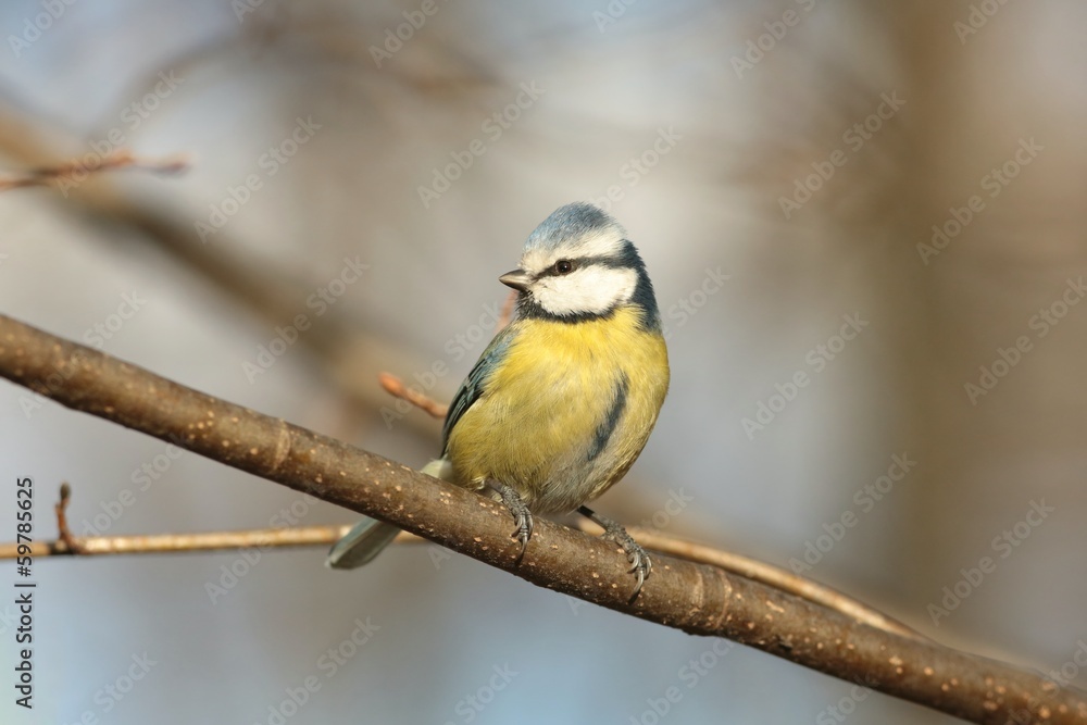 Blue tit - Parus caeruleus against the bare branches Blue tit - Parus caeruleus against the bare branches