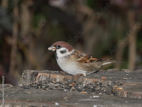 Eurasian Tree Sparrow on a stump - winter