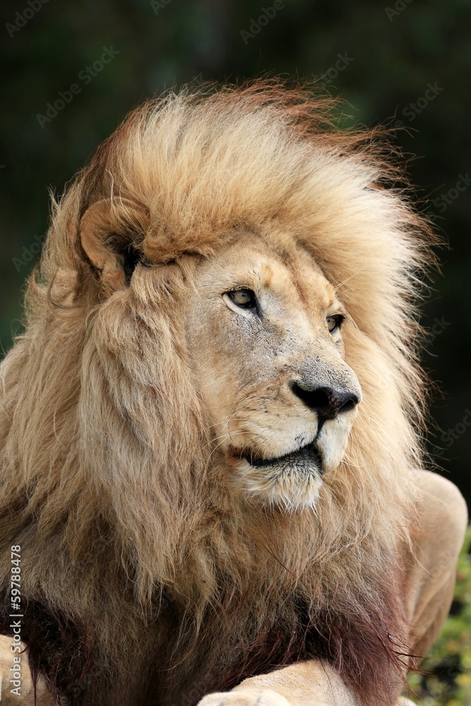 Lion Male