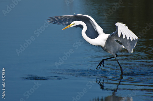 Great Egret Taking to Flight