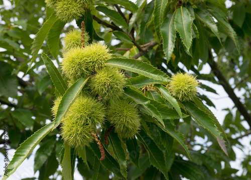 chestnuts on tree