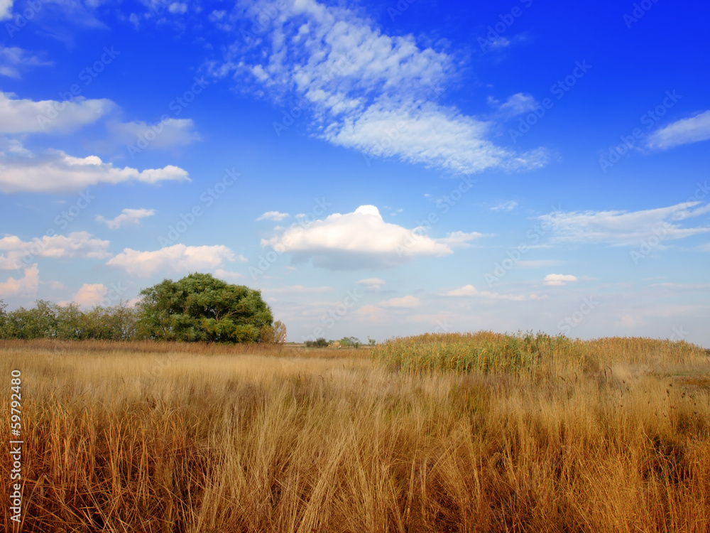 Russian rural landscape with yellow green dry field Russian rural landscape with yellow green dry field