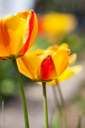 gelbe rote frische tulpen fr  hling im freien