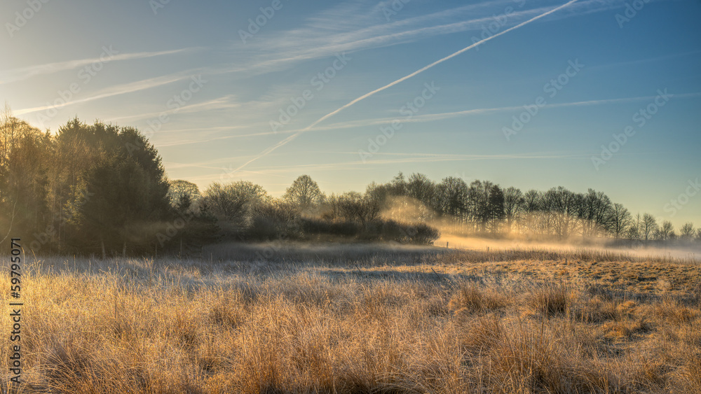 Wild meadow with morning mist
