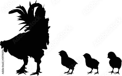 three newborn chickens and rooster silhouettes on white