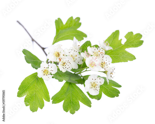 Obraz na płótnie Weißdorn (crataegus monogyna) Blüten und Blätter auf weiß