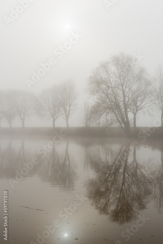 Reflected trees on a misty morning