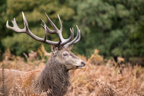 Red deer stag during rutting season in Autumn photo