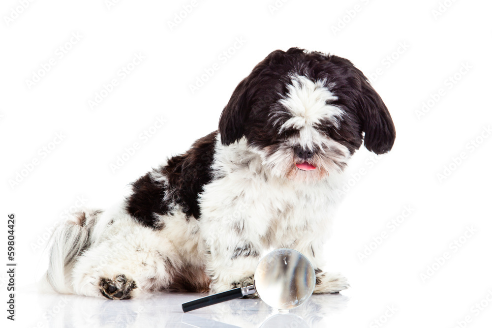 Shih tzu isolated on white background dog Shih tzu isolated on white background dog