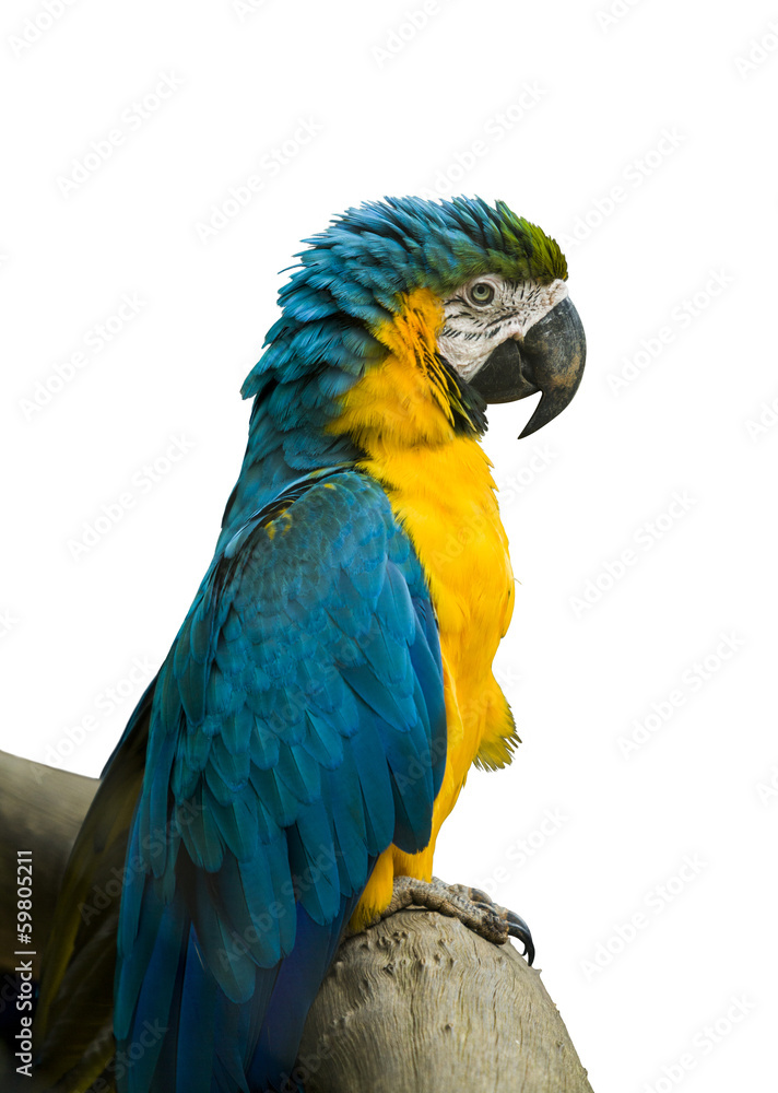 Fototapeta premium Blue and Yellow Macaw