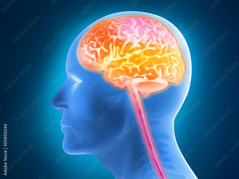 Menschliche Anatomie - Gehirn, Gehirnaktivität Menschliche Anatomie - Gehirn, Gehirnaktivität