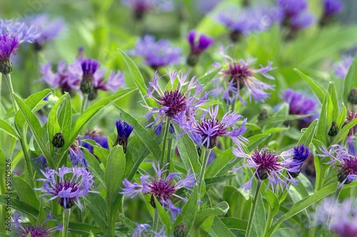 Berg-Flockenblume / Mountain knapweed