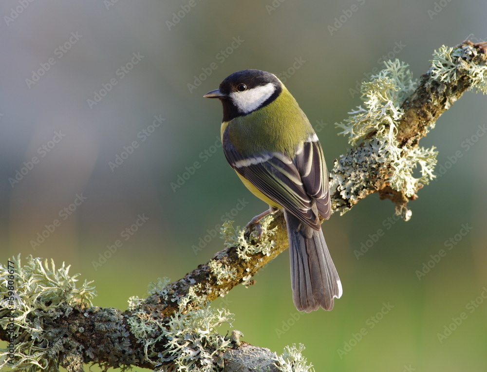 Obraz premium Great tit on a branch,green background