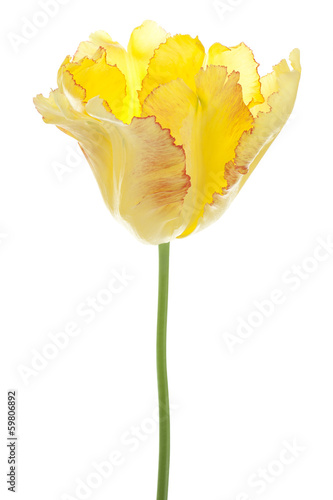 Fototapeta Naklejka Na Ścianę i Meble -  tulip